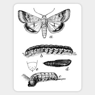 Caterpillars and butterfly Sticker
